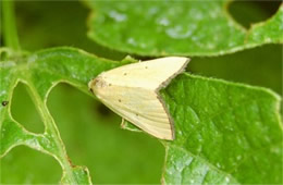 Thioptera nigrofimbria - Black-bordered Lemon Moth
