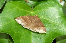 Parallelia bistriaris - Maple Looper Moth