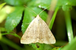 Caenurgia chloropha - Vetch Looper Moth