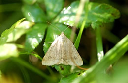 Caenurgia chloropha - Vetch Looper Moth