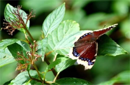 Nymphalis antiopa - Mourning Cloak Butterfly