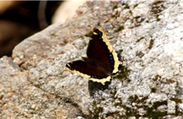 Nymphalis antiopa - Mourning Cloak Butterfly