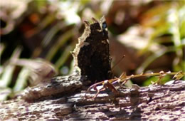 Nymphalis antiopa - Mourning Cloak Butterfly