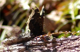 Nymphalis antiopa - Mourning Cloak Butterfly