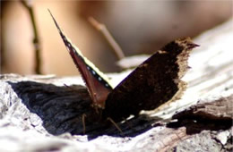 Nymphalis antiopa - Mourning Cloak Butterfly