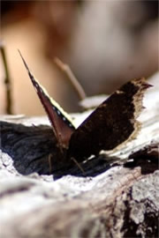 Nymphalis antiopa - Mourning Cloak Butterfly