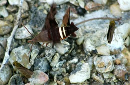 Amphion floridensis - Nessus Sphinx Moth