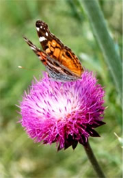 Vanessa virginiensis - Painted Lady Butterfly