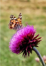 Vanessa virginiensis - Painted Lady Butterfly