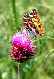 Vanessa virginiensis - Painted Lady Butterfly