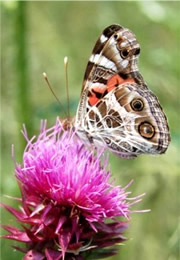 Vanessa virginiensis - Painted Lady Butterfly