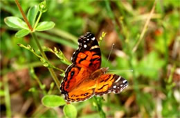 Vanessa virginiensis - Painted Lady Butterfly