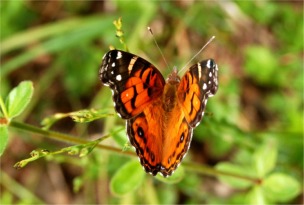 Vanessa virginiensis - Painted Lady Butterfly