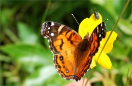 Vanessa virginiensis - Painted Lady Butterfly