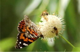 Painted Lady and Bees