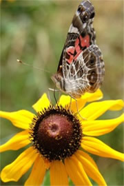 Vanessa cardui - Painted Lady Butterfly