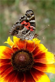 Vanessa virginiensis - Painted Lady Butterfly