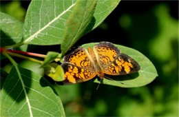 Phyciodes tharos - Pearl Crescent Butterfly