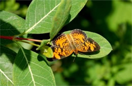 Phyciodes tharos - Pearl Crescent Butterfly