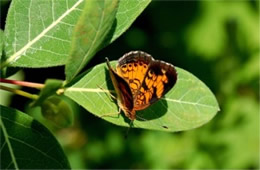 Phyciodes tharos - Pearl Crescent Butterfly