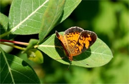 Phyciodes tharos - Pearl Crescent Butterfly