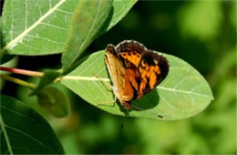 Phyciodes tharos - Pearl Crescent Butterfly