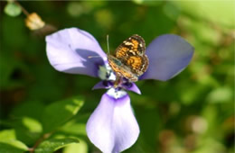 pearl crescent butterfly