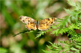 pearl crescent butterfly