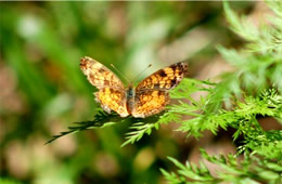 pearl crescent butterfly