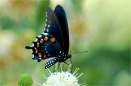 Battus philenor - Pipevine Swallowtail