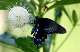 Battus philenor - Pipevine Swallowtail