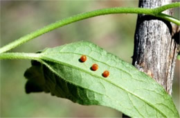 Battus philenor - Pipevine Swallowtail Eggs