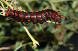 Battus philenor - Pipevine Swallowtail Caterpillar (Brown Captive Morph)