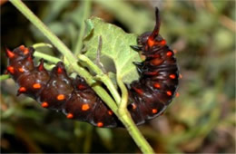 Battus philenor - Pipevine Swallowtail Caterpillar (Brown Captive Morph)