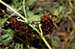 Battus philenor - Pipevine Swallowtail Caterpillar (Brown Captive Morph)