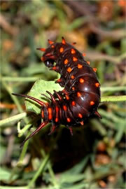 Battus philenor - Pipevine Swallowtail Caterpillar (Brown Captive Morph)