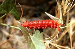 Battus philenor - Pipevine Swallowtail Caterpillar