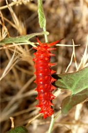 Battus philenor - Pipevine Swallowtail Caterpillar