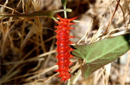 Battus philenor - Pipevine Swallowtail Caterpillar