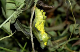 Battus philenor - Pipevine Swallowtail Pupa (Green and Yellow Captive Morph)