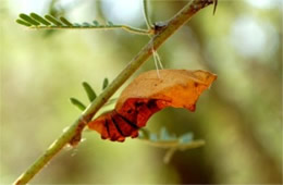 Battus philenor - Pipevine Swallowtail Pupa