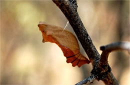 Battus philenor - Pipevine Swallowtail Pupa