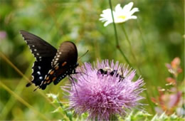 Battus philenor - Pipevine Swallowtail