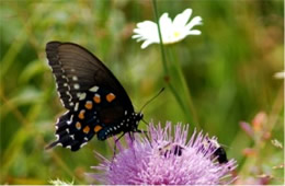 Battus philenor - Pipevine Swallowtail