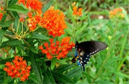 Battus philenor - Pipevine Swallowtail Butterfly