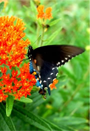 Battus philenor - Pipevine Swallowtail Butterfly