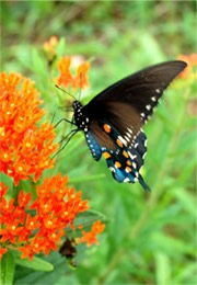 Battus philenor - Pipevine Swallowtail Butterfly