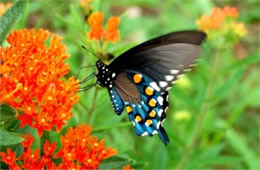 Battus philenor - Pipevine Swallowtail Butterfly