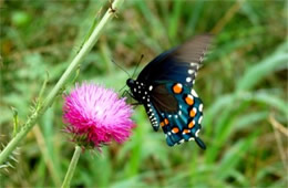 Battus philenor - Pipevine Swallowtail Butterfly