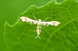 Geina - Plume Moth